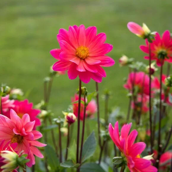 flower power follow game - Picture 3 of 6